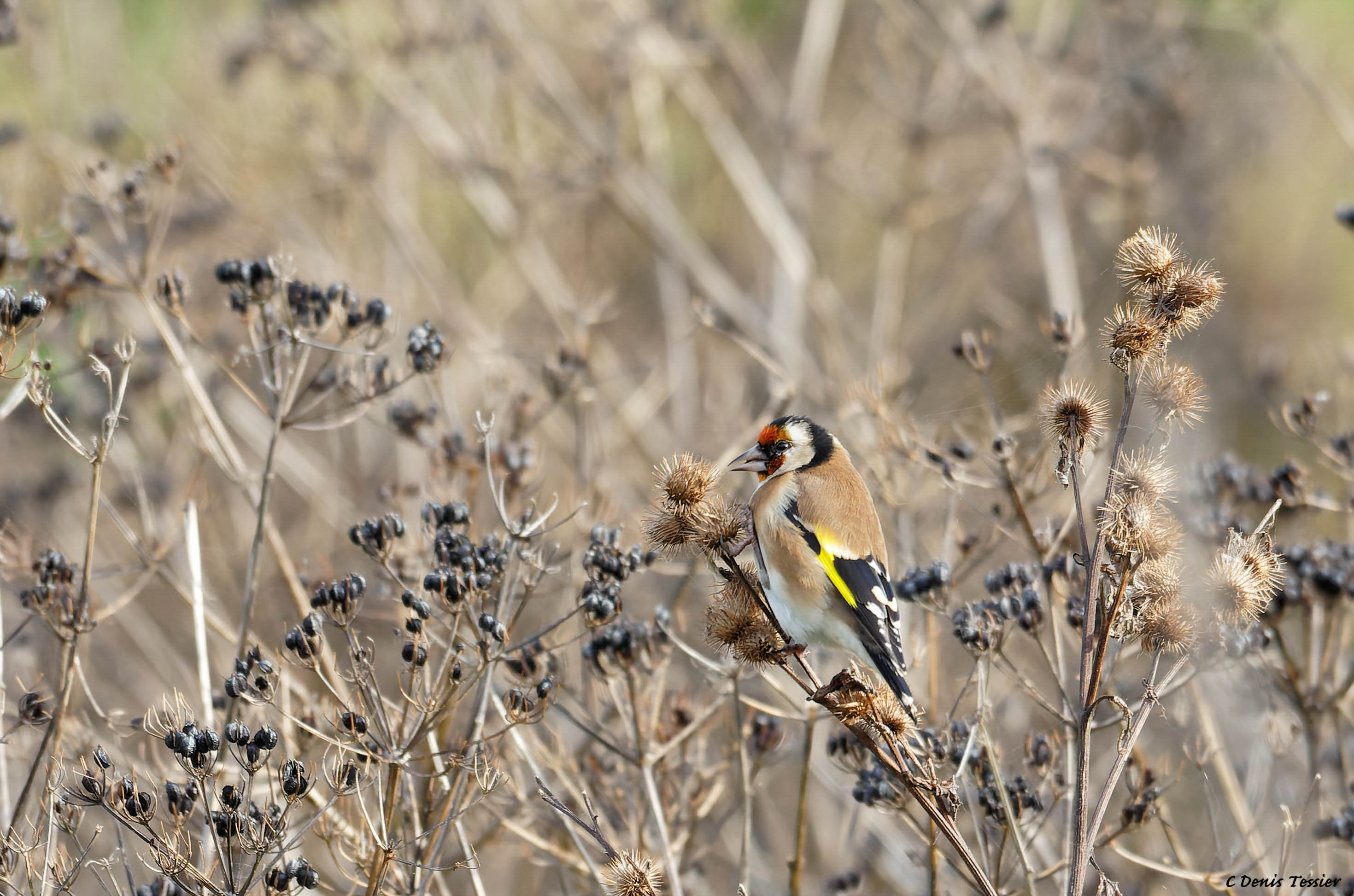 un chardonneret elegant, un oiseau parmi la biodiversité de la ferme